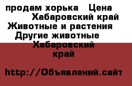 продам хорька › Цена ­ 4 000 - Хабаровский край Животные и растения » Другие животные   . Хабаровский край